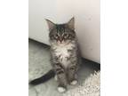 Adopt Churro , Oreo, Cookie and Fritter a Maine Coon