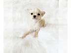 Chihuahua PUPPY FOR SALE ADN-575975 - Daisy Female Chihuahua Puppy