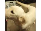 Adopt PEARL a Labrador Retriever, Mixed Breed