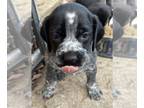 German Shorthaired Pointer PUPPY FOR SALE ADN-575699 - German Shorthaired