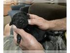 Labrador Retriever PUPPY FOR SALE ADN-576285 - Black Lab Female