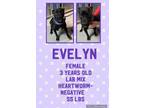 Adopt Evelyn a Black Labrador Retriever