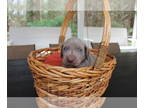 Weimaraner PUPPY FOR SALE ADN-576347 - Lone Star Weimaraner CKC Puppy