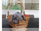 Weimaraner PUPPY FOR SALE ADN-576352 - Lone Star Weimaraner CKC Puppy