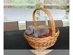 Weimaraner PUPPY FOR SALE ADN-576359 - Lone Star Weimaraner CKC Puppy