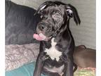 American Staffordshire Terrier-Staffordshire Bull Terrier Mix PUPPY FOR SALE
