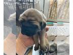 Mastiff PUPPY FOR SALE ADN-576180 - Lopez Mastiff Puppies