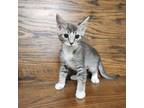 Adopt Salome-Available Now! A American Shorthair
