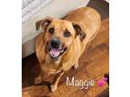 Adopt Maggie a Labrador Retriever, Black Mouth Cur