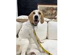 Adopt Belle a Beagle, Treeing Walker Coonhound