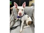 Adopt Piglet a American Staffordshire Terrier
