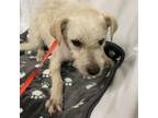 Adopt BANJO a Parson Russell Terrier, Mixed Breed