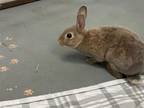 Adopt BILL* A Bunny Rabbit