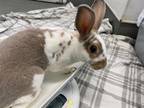 Adopt TED* A Bunny Rabbit