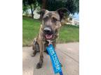 Adopt Ruger A Mixed Breed