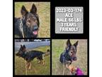 Adopt 2023-03-174 a German Shepherd Dog