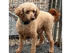 Adopt Charles a Poodle