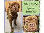 Adopt Odin a Mastiff, Pit Bull Terrier