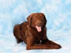 Adopt MARBLES a Labrador Retriever, Mixed Breed
