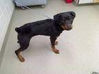 Adopt VOLO a Rottweiler, Mixed Breed