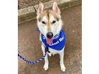 Adopt Charlie Brown a Siberian Husky, Mixed Breed