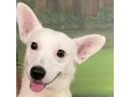 Adopt BOLTON a Jack Russell Terrier