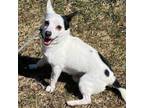 Adopt JACK a Jack Russell Terrier