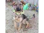 Adopt OZZIE 405885 a German Shepherd Dog