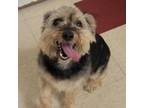 Adopt Dusty a Yorkshire Terrier