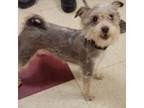 Adopt Fritz a Yorkshire Terrier