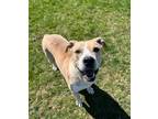 Adopt Kaynos a Pit Bull Terrier