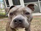 Adopt RIPLEY a Pit Bull Terrier