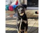 Adopt Zues a German Shepherd Dog, Husky
