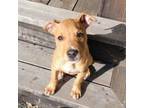 Adopt (Puppy) Clifford a Mixed Breed