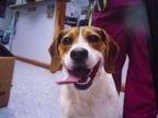 Adopt Oliver a Beagle, Mixed Breed