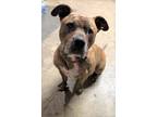 Adopt MAC - loyal, affectionate NEEDS A FOSTER/ADOPTER a Pit Bull Terrier