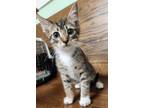 Adopt Theodore-Available Now! A American Shorthair