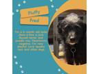 Adopt Fred a Jack Russell Terrier, Miniature Poodle