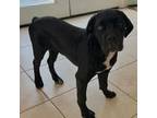 Cane Corso Puppy for sale in Edgewater, FL, USA