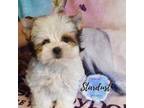 Biewer Yorkie Puppy for sale in Plainfield, IL, USA