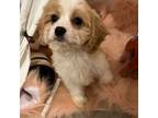 Cavapoo Puppy for sale in Sylmar, CA, USA