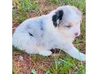 Australian Shepherd Puppy for sale in Warrenton, MO, USA