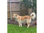 Adopt Brutus a Tan/Yellow/Fawn Labrador Retriever / Mixed dog in Jay