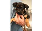 Adopt Viveca A Black German Shepherd Dog / Mixed Dog In Bowling Green