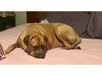 Adopt Dakota a Tan/Yellow/Fawn Mastiff / Mixed dog in Alpharetta, GA (37155710)