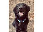 Adopt Gypsy A Black Labrador Retriever / Collie / Mixed Dog In Lufkin