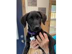 Adopt Ember a Black Labrador Retriever / Mixed dog in Jay, NY (37602391)