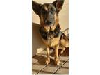 Adopt Abby a Brown/Chocolate - with Tan German Shepherd Dog / Mixed dog in Galt