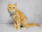 Adopt BOOP A Orange Or Red Domestic Mediumhair / Mixed (medium Coat) Cat In