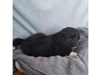 Adopt Red collar TBN a Black Doberman Pinscher / Alaskan Malamute / Mixed dog in
